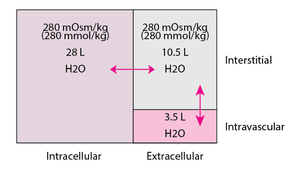 Fluid compartments in an average 70-kg man
