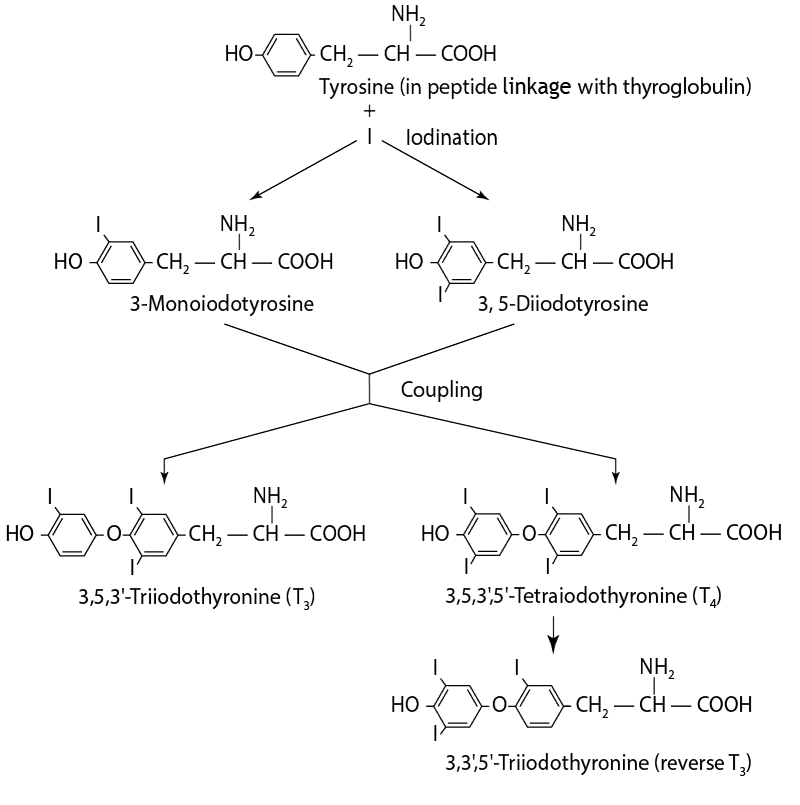 Synthesis of Thyroid Hormones