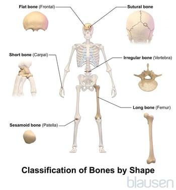 Classification of Bones by Shape