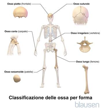 Classificazione delle ossa in base alla forma