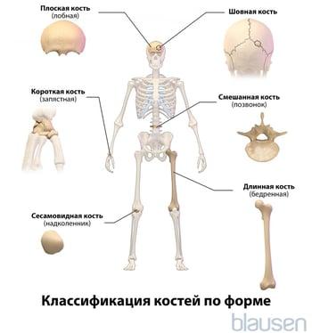 Классификация костей по форме