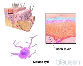 Mélanocyte