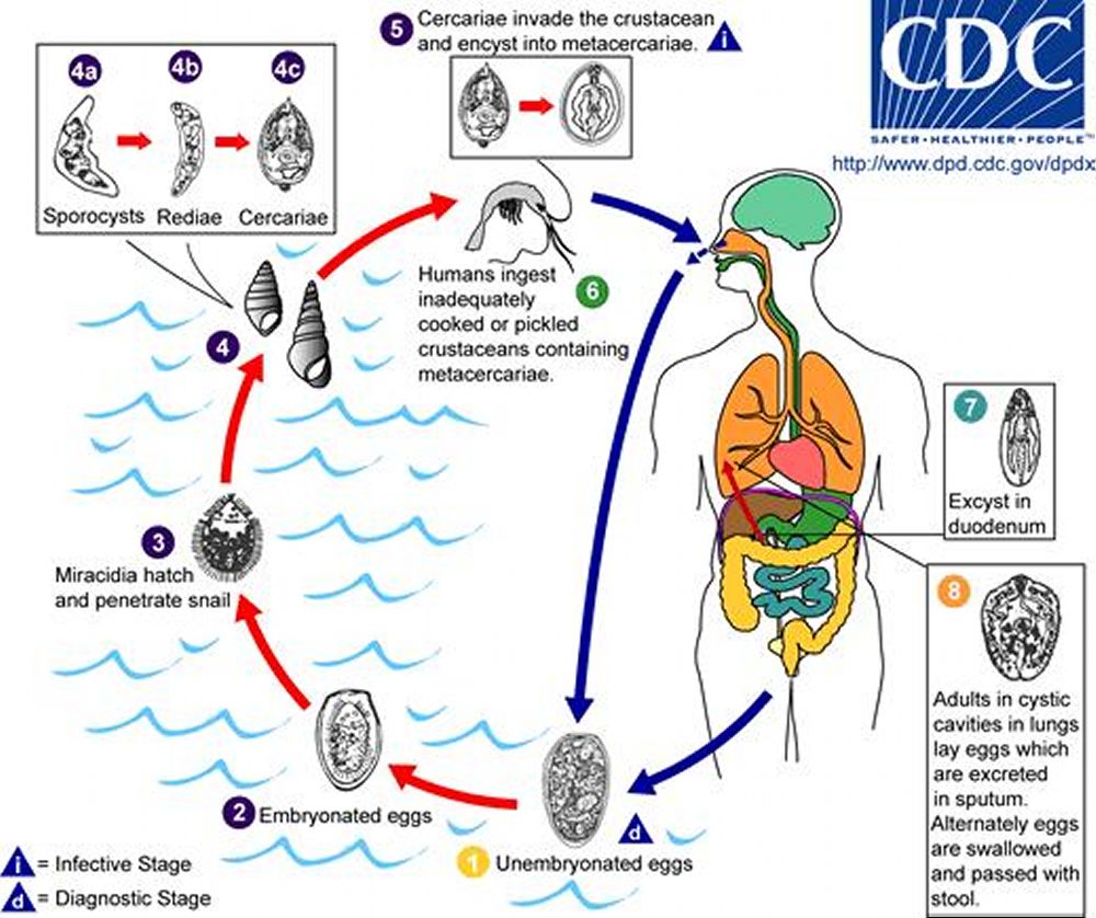 PPT - Fasciola hepatica PowerPoint Presentation, free download - ID:1141945, image size:1000x838