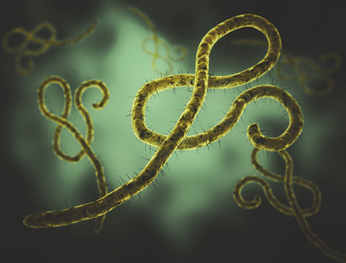 Developments in the Containment of Ebola—Commentary