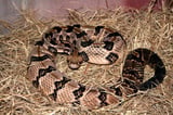 Pit vipers