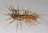 Centipede and Millipede Bites