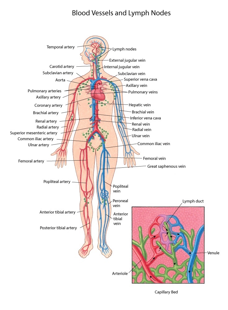 Blood Vessels and Lymph Nodes