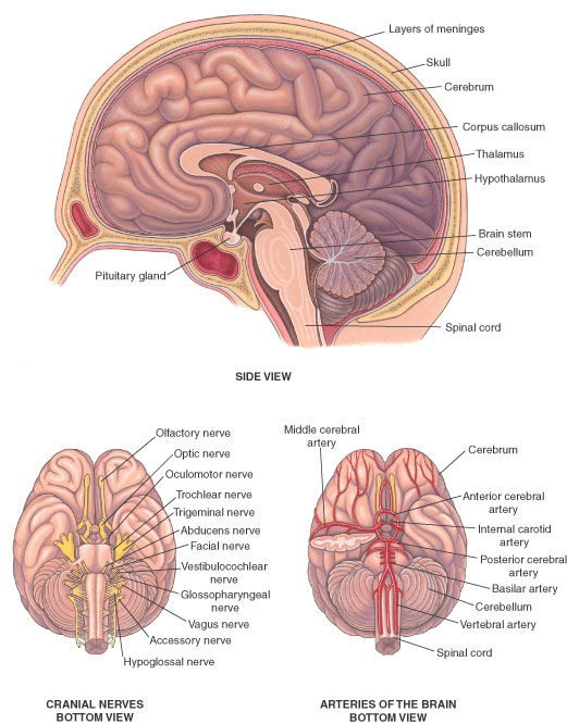 Brain: Nerves and Arteries