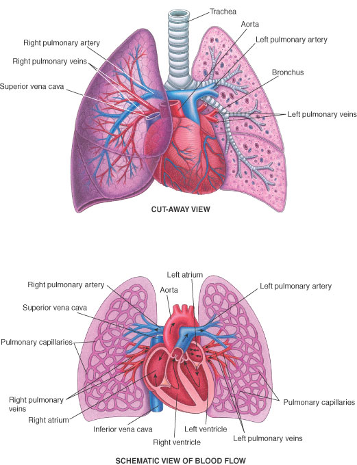 Heart–Lung Connections