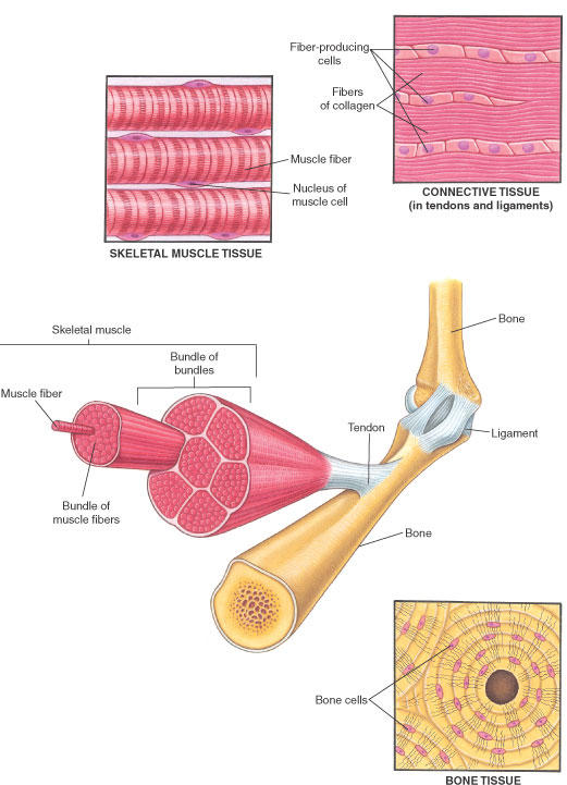 Muscles and Other Tissues of the Musculoskeletal System