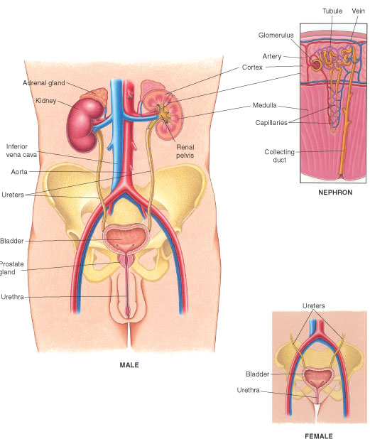 A View of the Urinary System