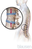 How the Spine Is Organized