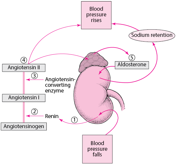 Regulating Blood Pressure: The Renin-Angiotensin-Aldosterone System