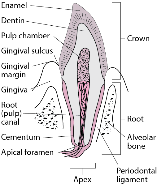 Layers of the Tooth
