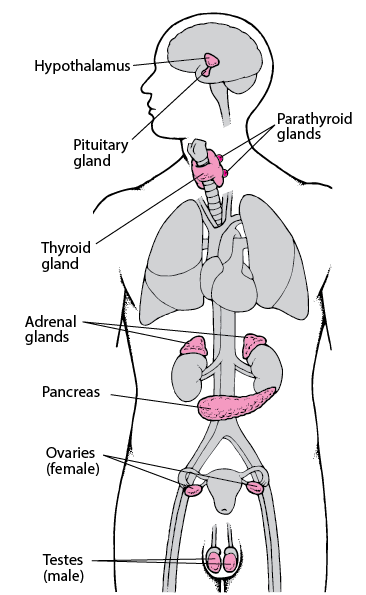 Glands in inner thigh