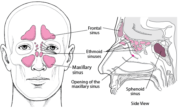 Locating the Sinuses