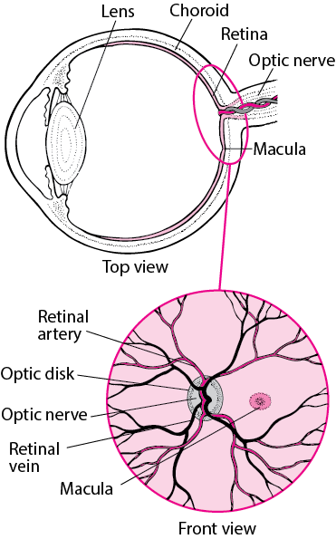 Viewing the Retina