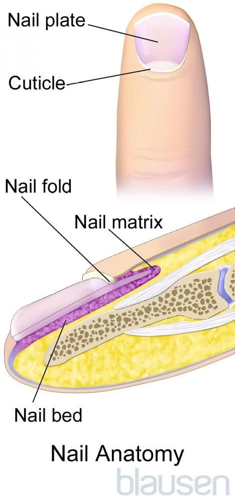 Deformities, Dystrophies, and Discoloration of the Nails - Skin ...