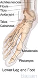 Overview of Foot Problems