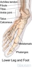Overview of Foot Problems