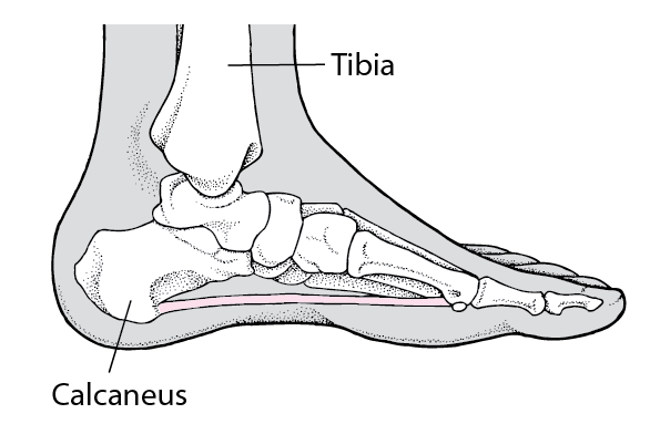 Locating the Heel Bone