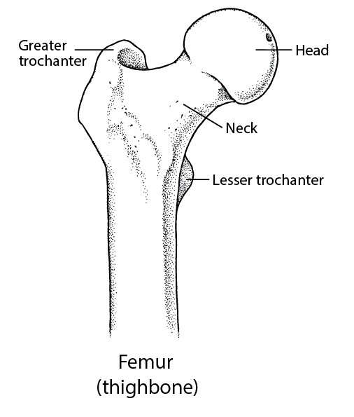 The Femur: Part of the Hip Joint