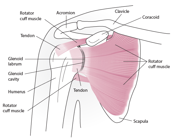 Anatomy of a Shoulder Joint