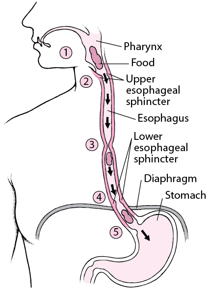 How the Esophagus Works