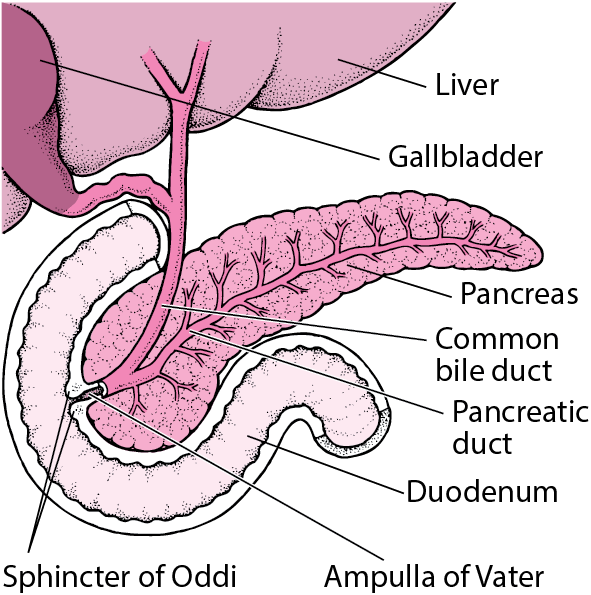 Locating the Pancreas