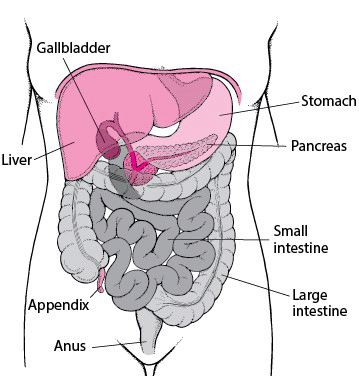 Locating the Stomach