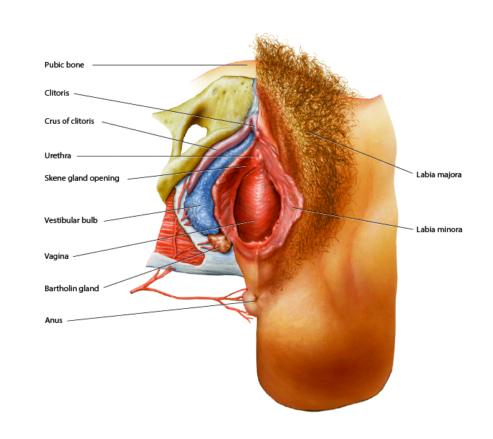 External Female Genital Anatomy
