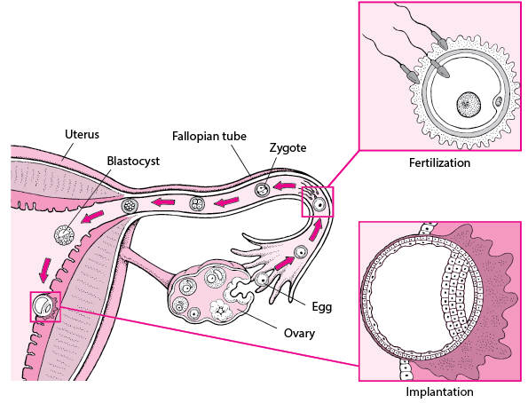 steps of conception
