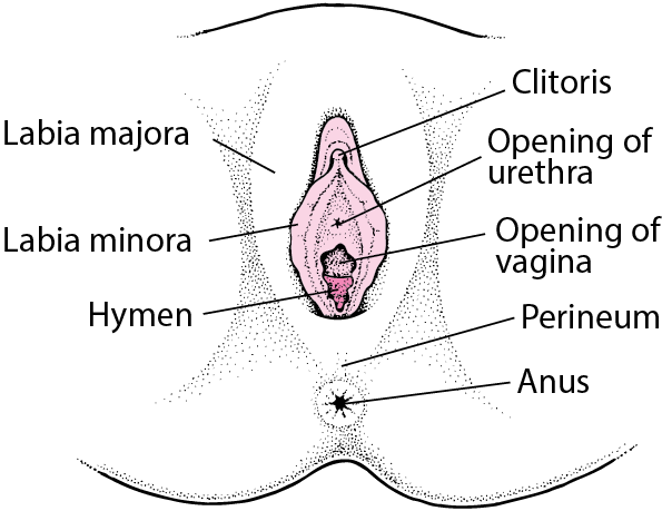 External Female Genital Organs