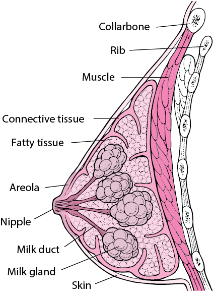 Inside the Breast