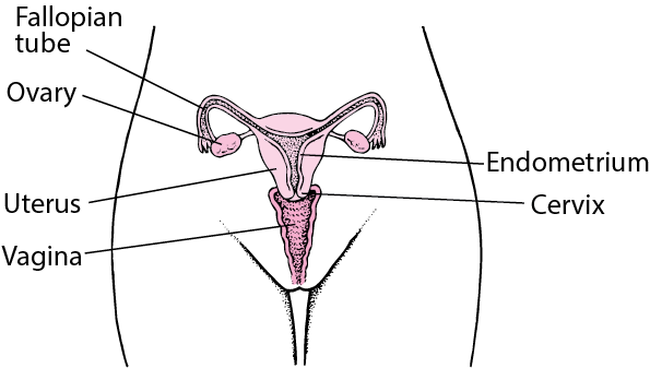 Pathway From the Vagina to the Ovaries