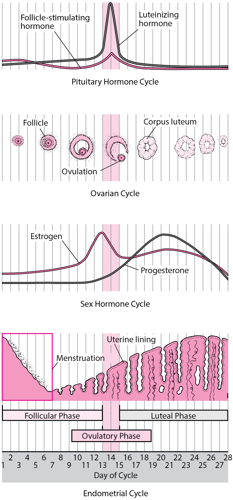 Changes During the Menstrual Cycle
