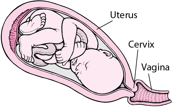The cervix begins to thin and opens to about 1... From the beginning of lab...