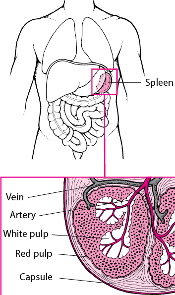 Viewing the Spleen