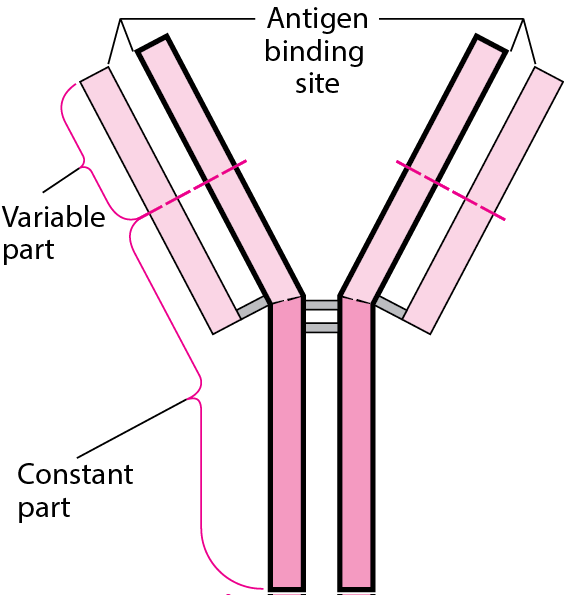 Basic Y Structure of Antibodies