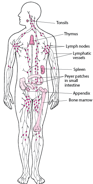 Lymphatic System: Helping Defend Against Infection