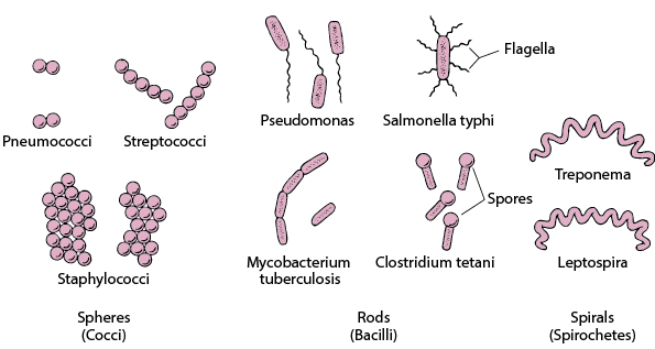 How Bacteria Shape Up