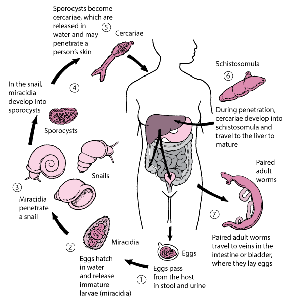 Life Cycle of <i >Schistosoma</i>