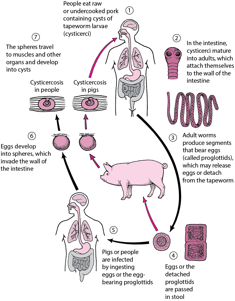 Life Cycle of the Pork Tapeworm
