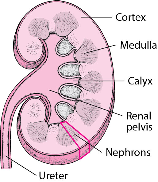 Inside the Kidney