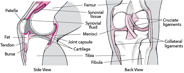 Inside the Knee