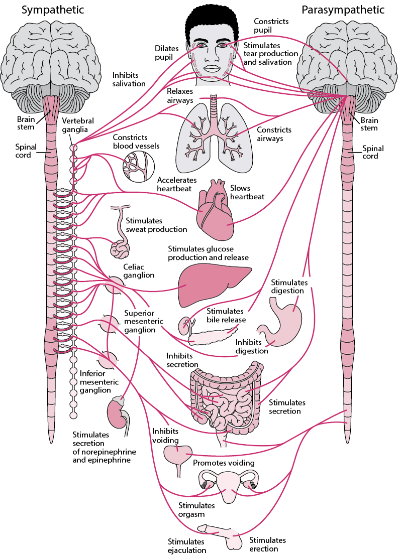 somatic nervous system and autonomic nervous system