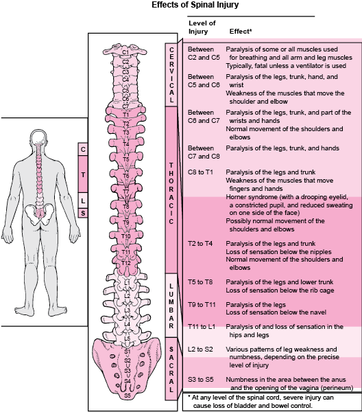 Where Is the Spinal Cord Damaged?