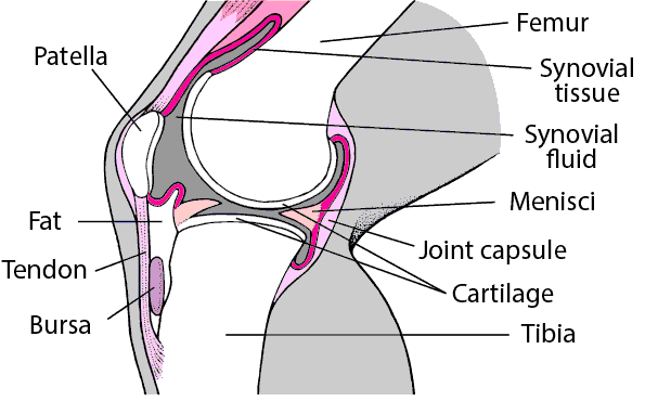 Inside the Knee (Side View)