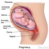 Stages of Development of the Fetus
