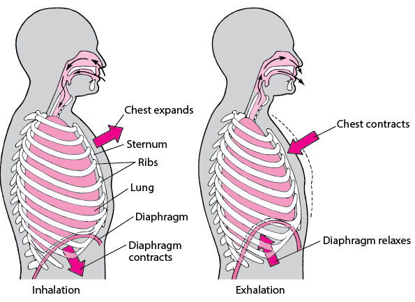 Diaphragm’s Role in Breathing